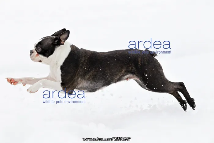  : Dog - Boston Terrier running in snow