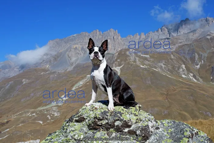 : Dog - Boston Terrier sitting amongst mountain scenery : Dog - Boston Terrier sitting amongst mountain scenery