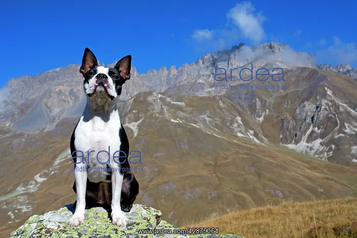 : Dog - Boston Terrier sitting amongst mountain scenery : Dog - Boston Terrier sitting amongst mountain scenery