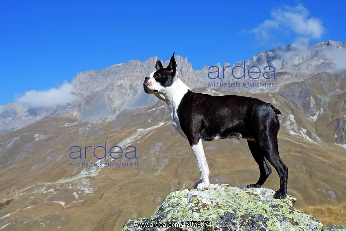 : Dog - Boston Terrier sitting amongst mountain scenery : Dog - Boston Terrier sitting amongst mountain scenery