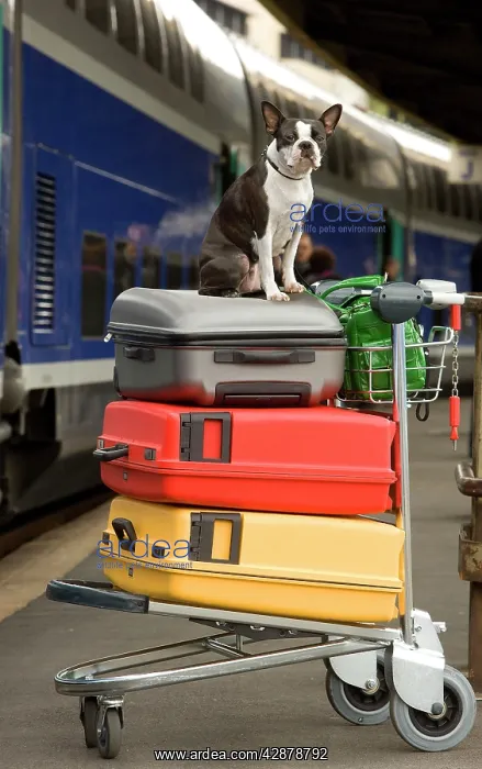 : Dog - Boston Terrier sitting on top of suitcases : Dog - Boston Terrier sitting on top of suitcases
