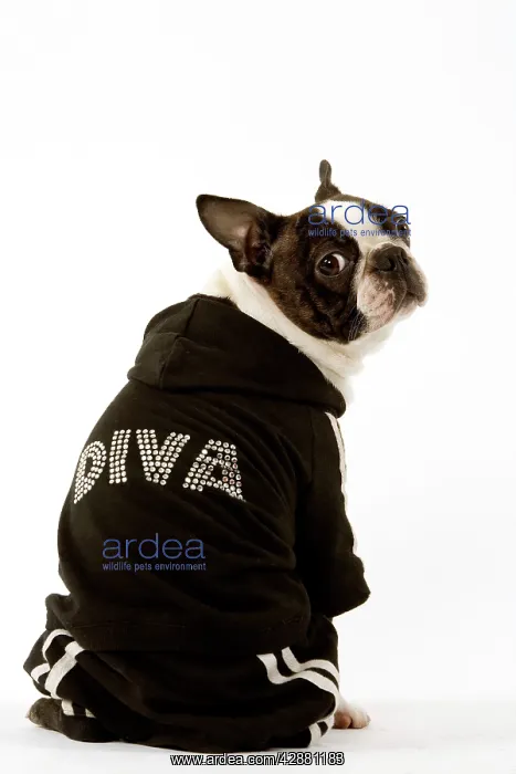 : Dog - Boston Terrier sitting down wearing hooded : Dog - Boston Terrier sitting down wearing hooded