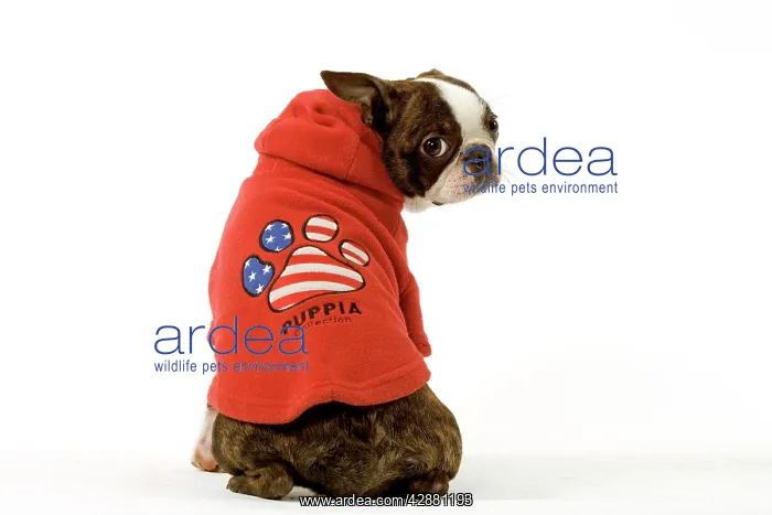 : Dog - Boston Terrier sitting down wearing hooded sweatshirt : Dog - Boston Terrier sitting down wearing hooded sweatshirt