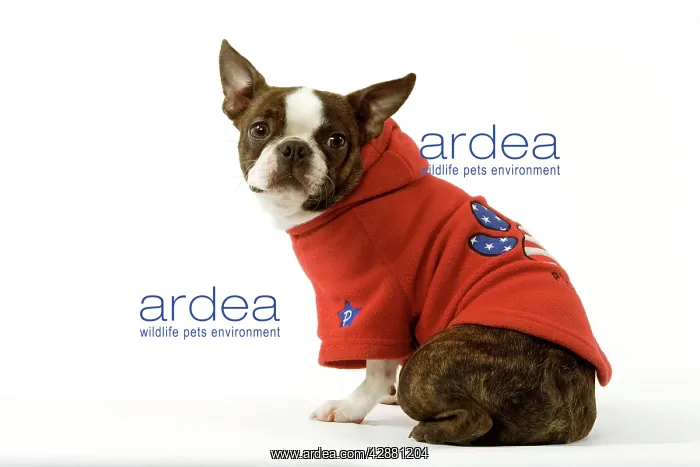 : Dog - Boston Terrier sitting down wearing hooded sweatshirt : Dog - Boston Terrier sitting down wearing hooded sweatshirt