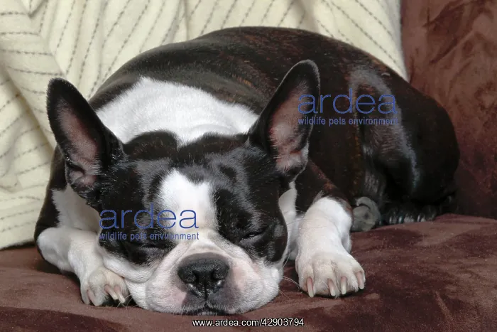 : Dog - Boston Terrier - sleeping