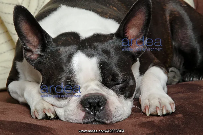  : Dog - Boston Terrier - sleeping