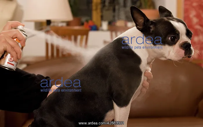 : Dog - Boston Terrier being sprayed with flea spray : Dog - Boston Terrier being sprayed with flea spray