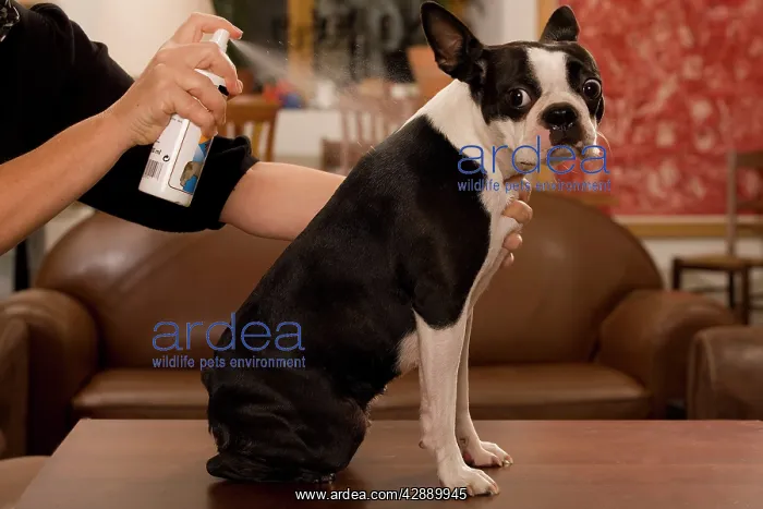 : Dog - Boston Terrier being sprayed with flea spray : Dog - Boston Terrier being sprayed with flea spray