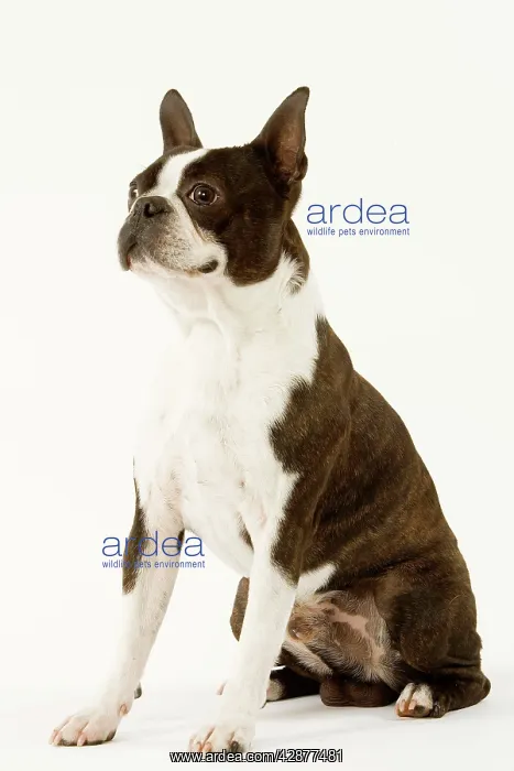 : Dog - Boston Terrier standing up