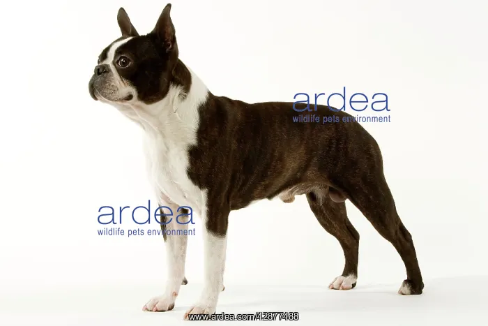  : Dog - Boston Terrier standing up