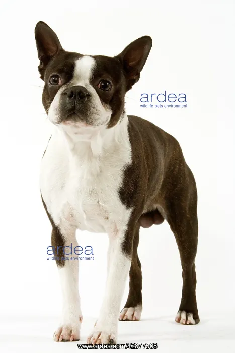  : Dog - Boston Terrier standing up