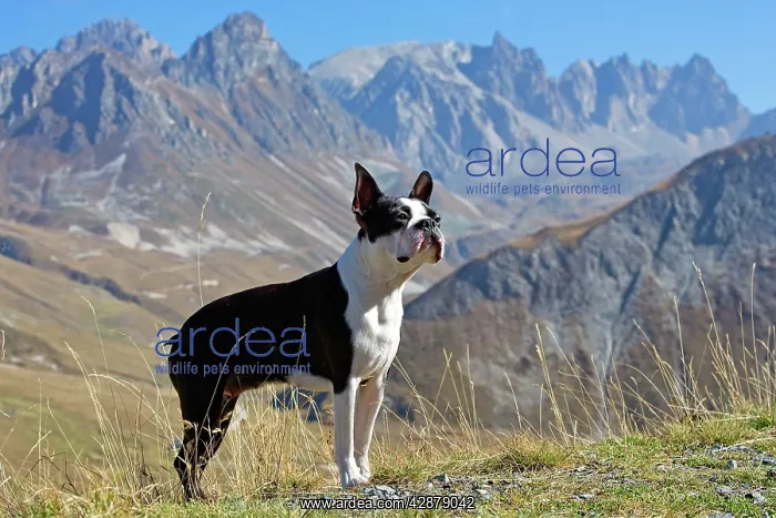  : Dog - Boston Terrier standing in mountain scenery