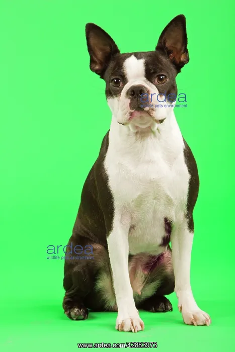  : Dog - Boston Terrier in studio with green background
