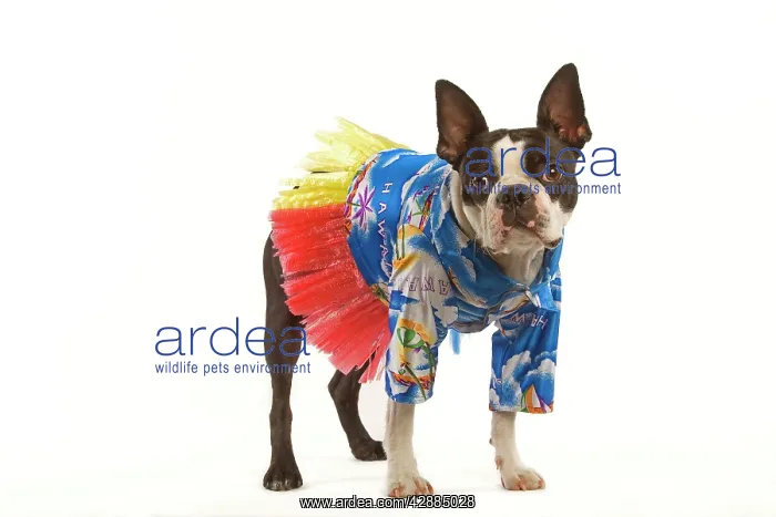: Dog - Boston Terrier in studio wearing Hawaii shirt : Dog - Boston Terrier in studio wearing Hawaii shirt