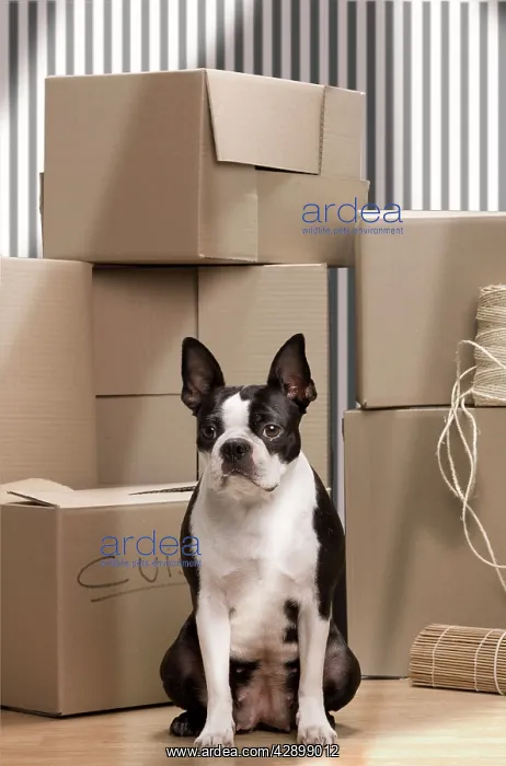 : Dog - Boston Terrier surrounded by packing boxes : Dog - Boston Terrier surrounded by packing boxes