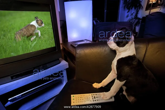 : Dog - Boston Terrier watching dogs on television : Dog - Boston Terrier watching dogs on television