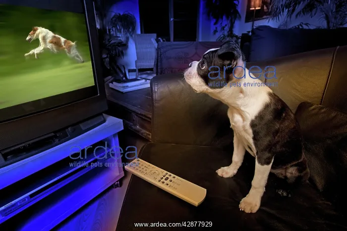 : Dog - Boston Terrier watching dogs on television : Dog - Boston Terrier watching dogs on television