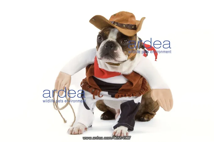  : Dog - Boston Terrier wearing cowboy outfit