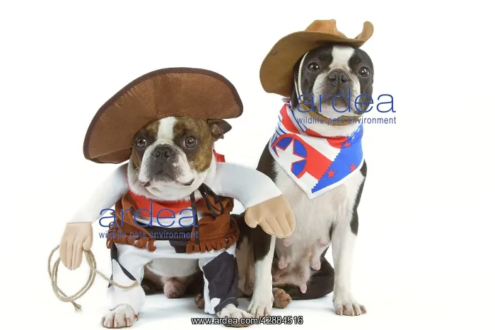  : Dog - Boston Terrier wearing cowboy outfits