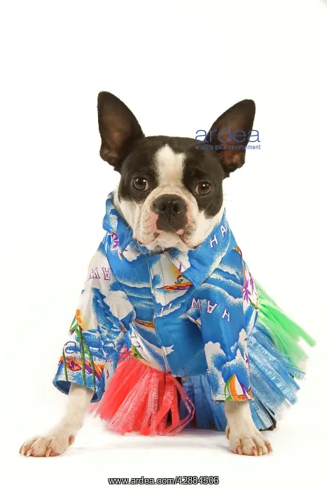  : Dog - Boston Terrier wearing Hawaii shirt and skirt