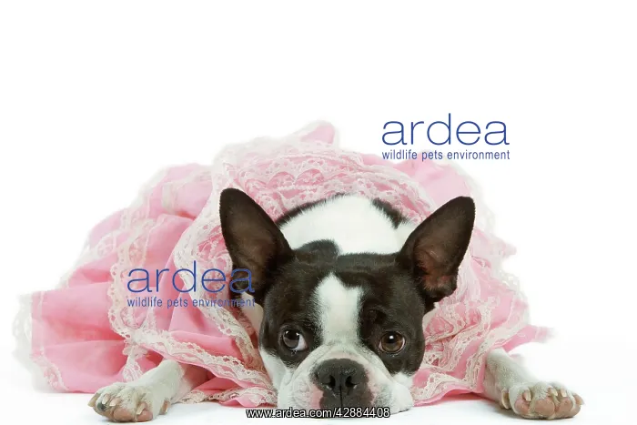  : Dog - Boston Terrier wearing pink dress