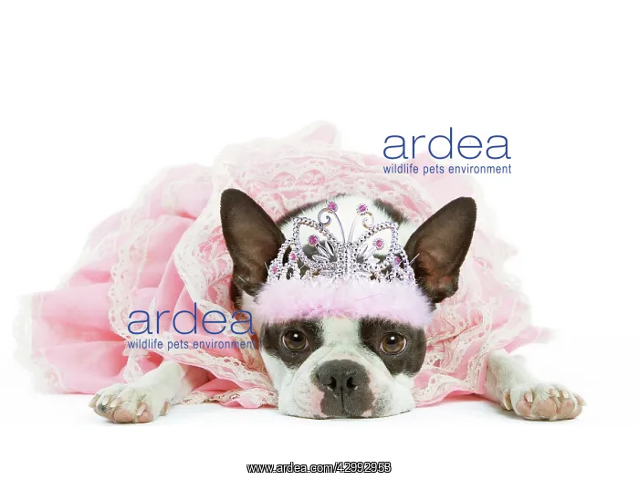 : Dog - Boston Terrier wearing pink dress and tiara : Dog - Boston Terrier wearing pink dress and tiara