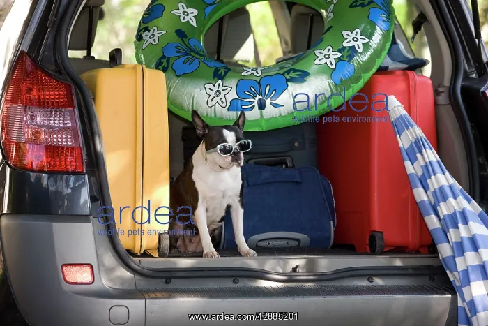: Dog - Boston Terrier wearing sunglasses in back : Dog - Boston Terrier wearing sunglasses in back