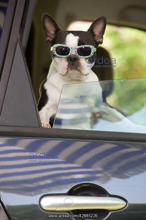 : Dog - Boston Terrier wearing sunglasses looking : Dog - Boston Terrier wearing sunglasses looking
