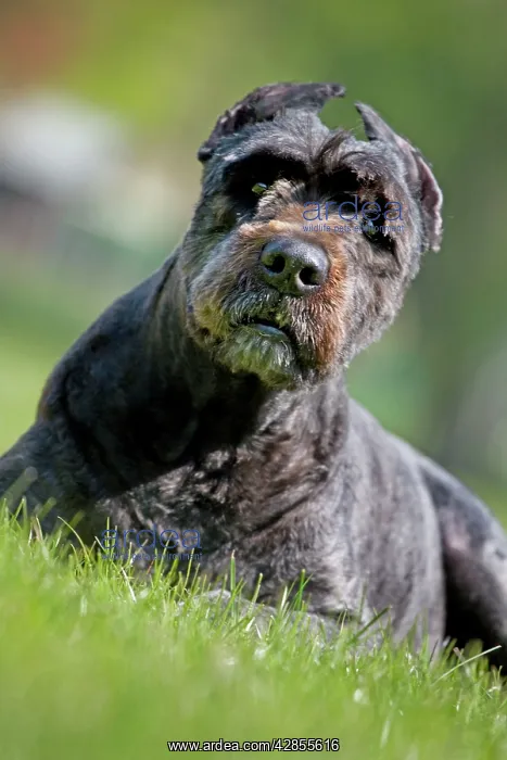 : Dog - Bouvier des Flandres / Flanders Cattle Dog : Dog - Bouvier des Flandres / Flanders Cattle Dog