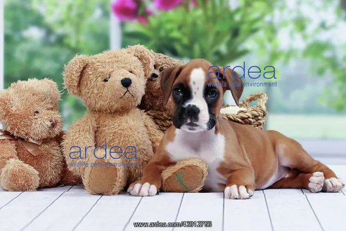  : Dog Boxer puppy with teddy bears