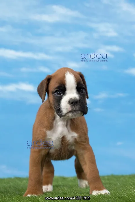  : Dog Boxer 8 week old puppy