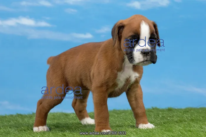  : Dog Boxer 8 week old puppy