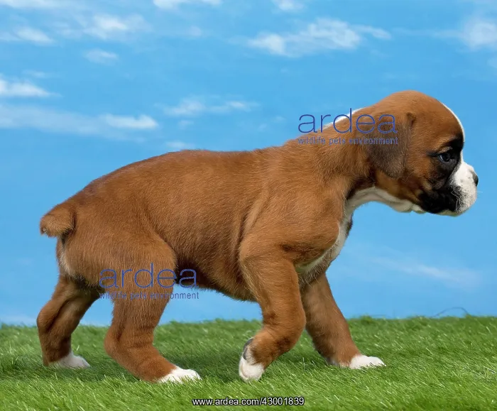  : Dog Boxer 8 week old puppy