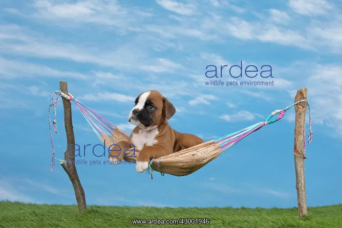 : Dog Boxer 8 week old puppy : Dog Boxer 8 week old puppy