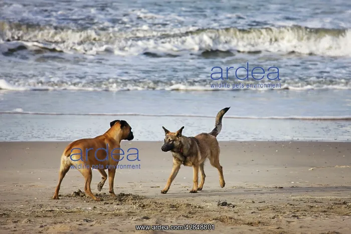 : Dog - Boxer and Alsatian - greeting one another on beach : Dog - Boxer and Alsatian - greeting one another on beach