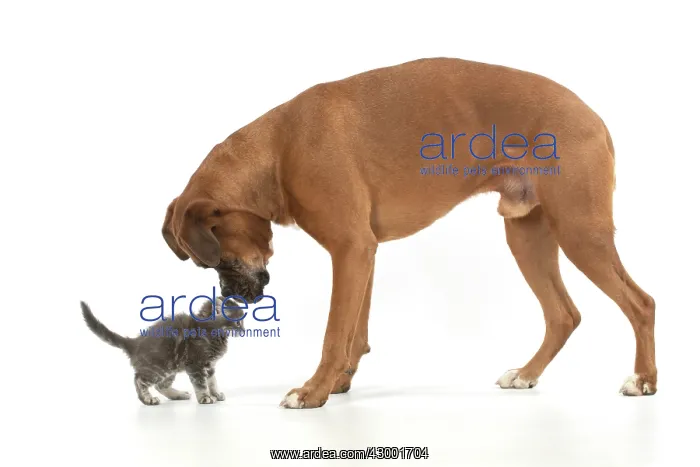 : DOG. Boxer dog with 7 week old kitten, studio : DOG. Boxer dog with 7 week old kitten, studio