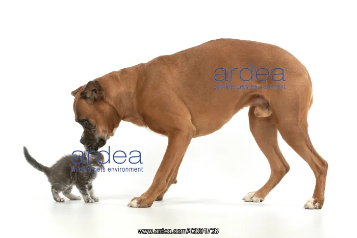  : DOG. Boxer dog with 7 week old kitten, studio