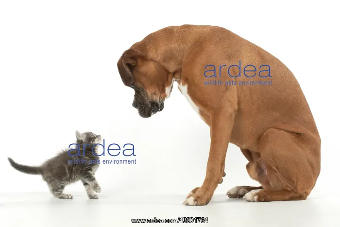  : DOG. Boxer dog with 7 week old kitten, studio