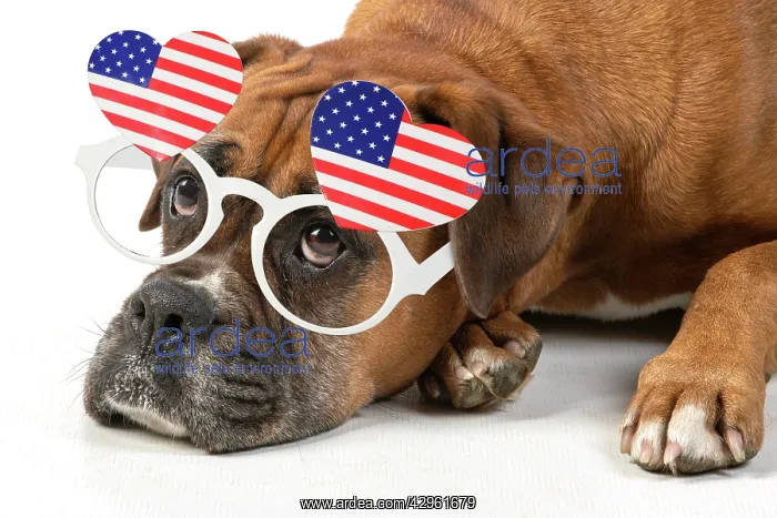 : DOG. Boxer dog, laying down, face expressions, sad eyes, wea : DOG. Boxer dog, laying down, face expressions, sad eyes, wea