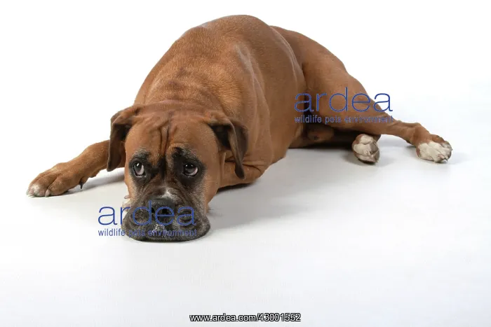: DOG. Boxer dog, laying down, face expressions : DOG. Boxer dog, laying down, face expressions
