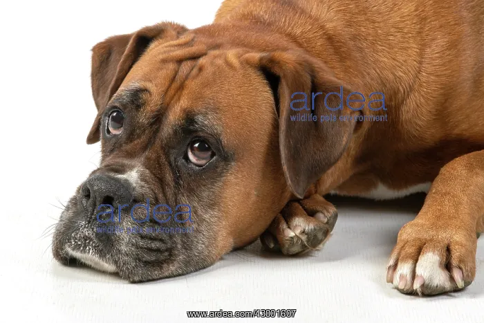 : DOG. Boxer dog, laying down, face expressions : DOG. Boxer dog, laying down, face expressions