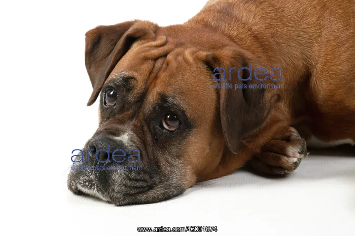 : DOG. Boxer dog, laying down, face expressions : DOG. Boxer dog, laying down, face expressions