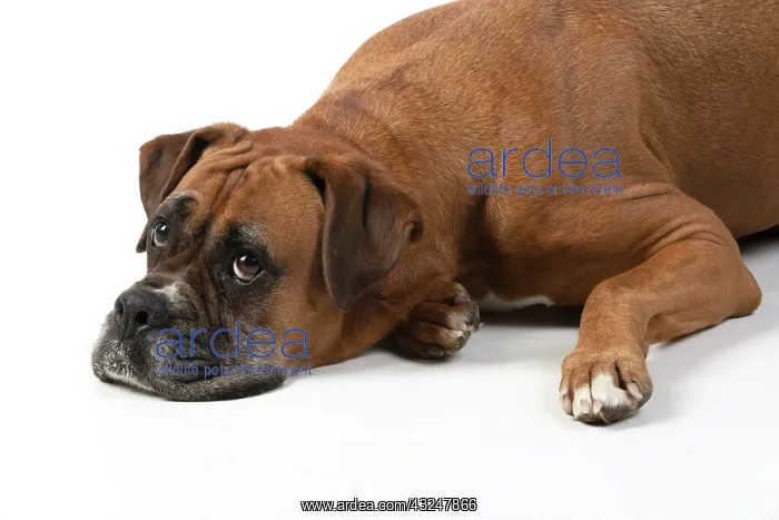 : DOG. Boxer dog, laying down, face expressions : DOG. Boxer dog, laying down, face expressions