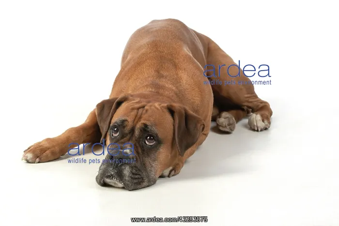 : DOG. Boxer dog, laying down, face expressions : DOG. Boxer dog, laying down, face expressions