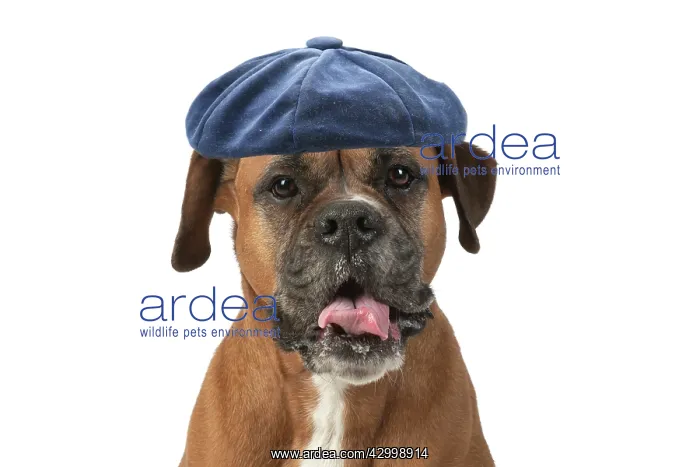 : DOG. Boxer dog, sitting face expressions, studio : DOG. Boxer dog, sitting face expressions, studio