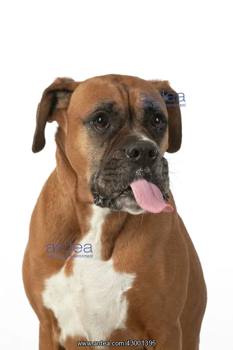 : DOG. Boxer dog, sitting face expressions, studio : DOG. Boxer dog, sitting face expressions, studio