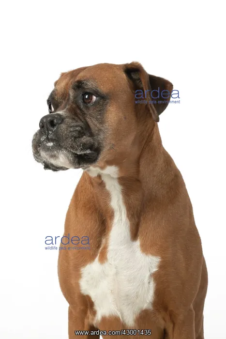 : DOG. Boxer dog, sitting face expressions, studio : DOG. Boxer dog, sitting face expressions, studio