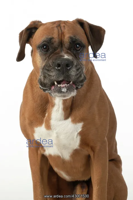 : DOG. Boxer dog, sitting face expressions, studio : DOG. Boxer dog, sitting face expressions, studio