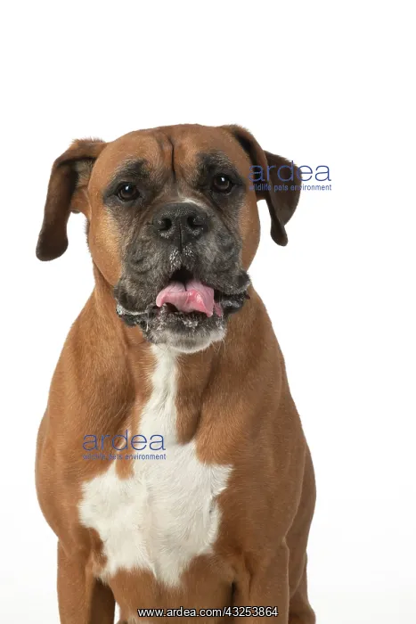 : DOG. Boxer dog, sitting face expressions, studio : DOG. Boxer dog, sitting face expressions, studio