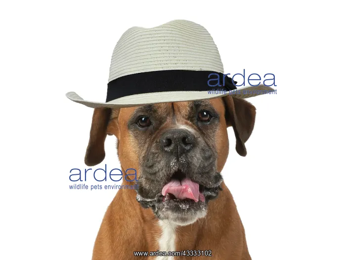 : DOG. Boxer dog, sitting face expressions, studio : DOG. Boxer dog, sitting face expressions, studio